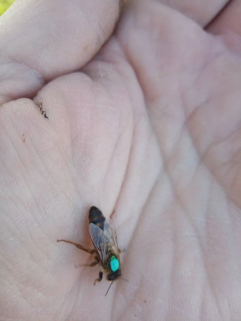 Matka včel se zeleným označením v úlu na Svitavsku